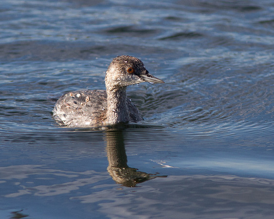 BolsaChica2011-5993