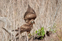 Red Tail Hawk
