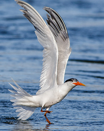 Throw your wings up and dance.....