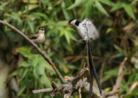 HB-CentralPark-2012-4694