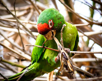 Red-masked Parakeet