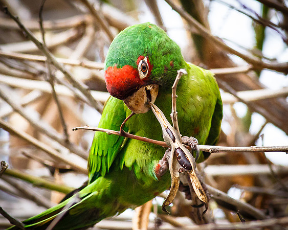 Red-masked Parakeet