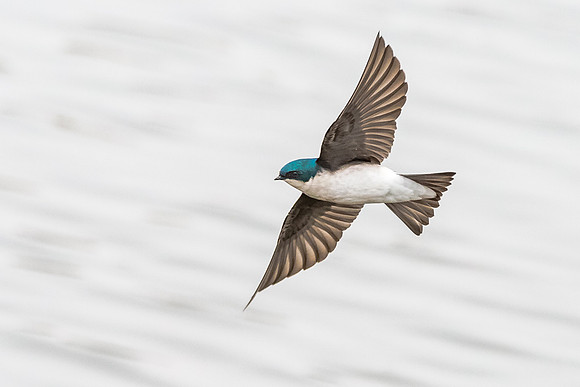 Tree Swallow