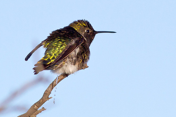 Time for a tinkle - Anna's Hummingbird