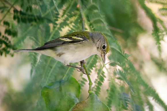 Chestnut-sided Warbler