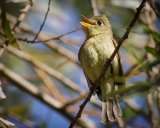 Pacific-slope Flycatcher