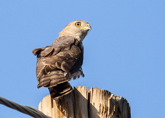 Sharp-Shinned Hawk