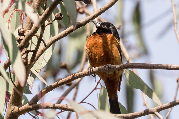 Male Ochard Oriole