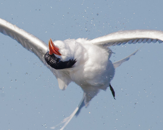Twisto Tern