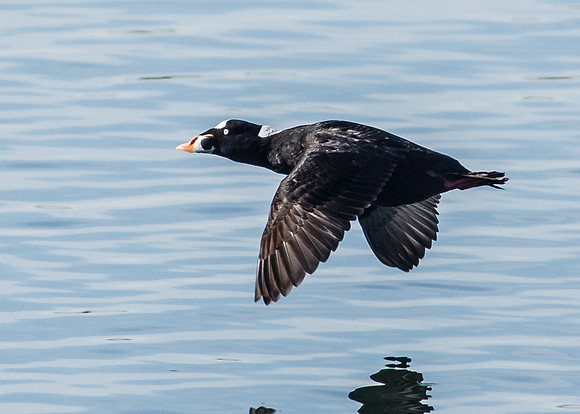 Surf Scoter