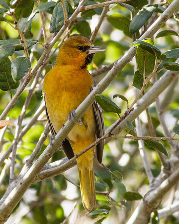 Bullocks  Oriole