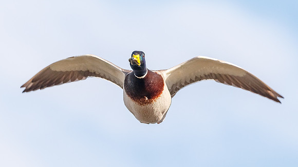Free flight