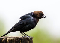 Brown-headed Cowbird