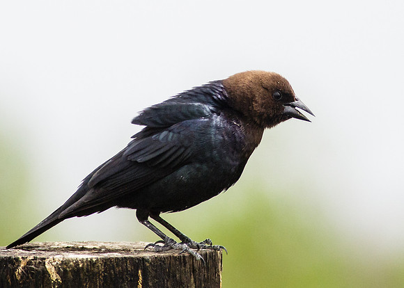 Brown-headed Cowbird