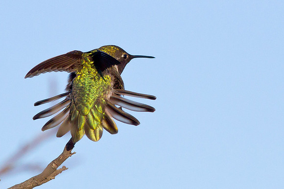 Anna's Hummingbird