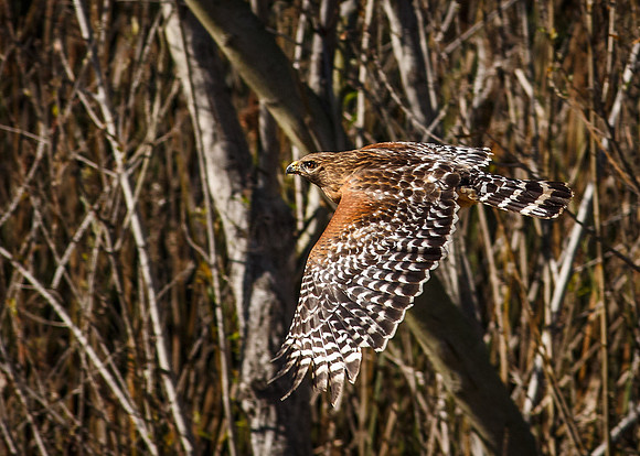 Flying Red
