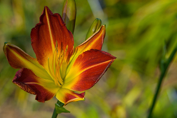 La-arboretum-63