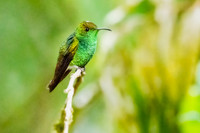 Coppery-headed Emerald  (Endemic to CR)