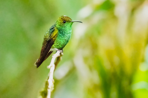 Coppery-headed Emerald  (Endemic to CR)