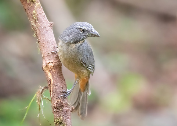 Grayish Saltator