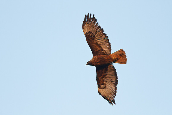 Red-Tailed Hawk female