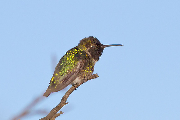 Eyes Wide Shut - Anna's Hummingbird