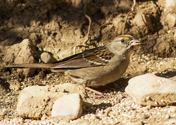 Golden-crowned Sparrow