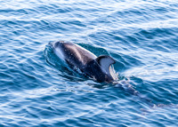 Pacific white-sided dolphin