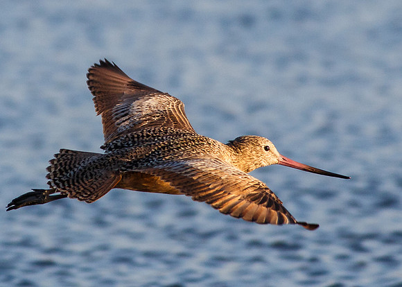 BolsaChica-2013-5401