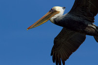 birds-irv-0928