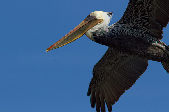 birds-irv-0928