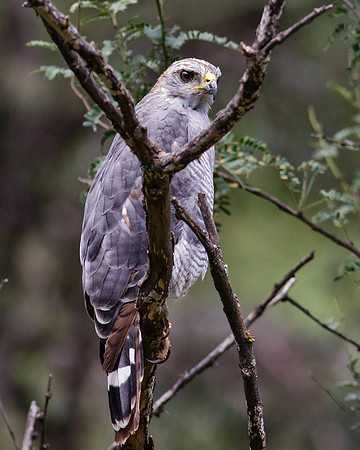 Gray Hawk