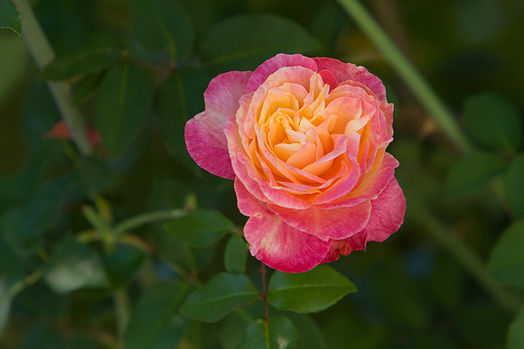 La-arboretum-130