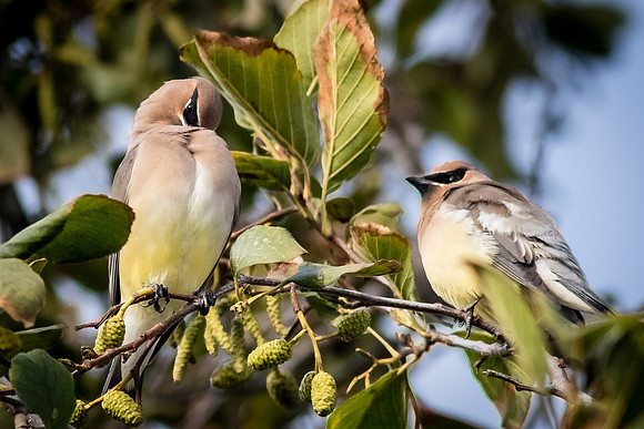 Cedar Waxwing
