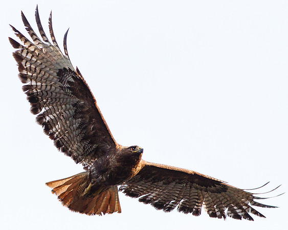 Female Red-Tailed Hawk in flight