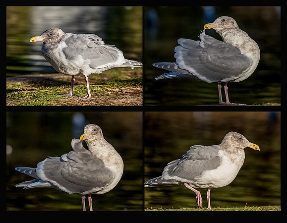 GG-Park-gull
