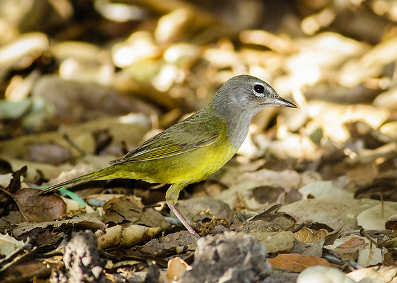 MacGillivray's Warbler