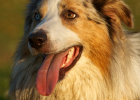 Riggs