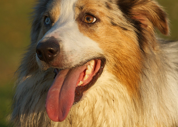 Riggs