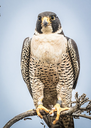 Intense Patrol