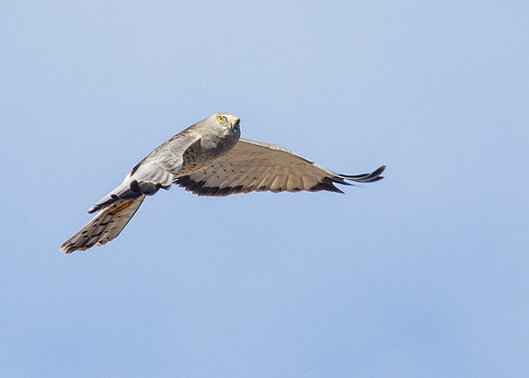 Northern Harrier