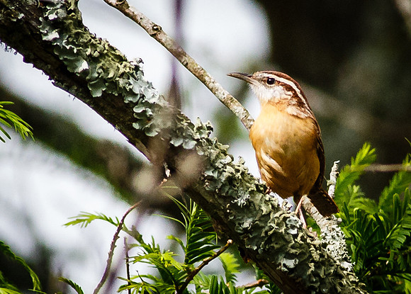 Carolina Wren