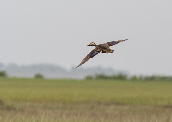 SouthTexas2014-5880