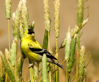 American Goldfinch