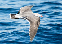 Heermann's gull