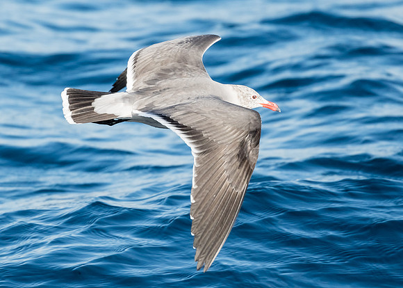 Heermann's gull