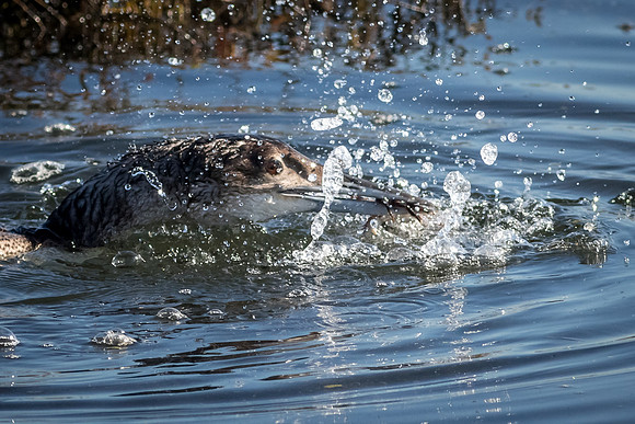 Loon vs crab