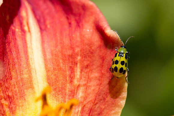 SD-BotanicalGardens-7419