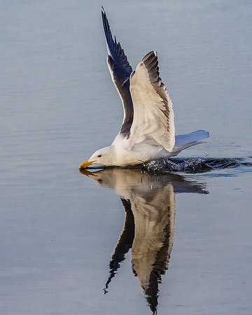 Reflective Landing