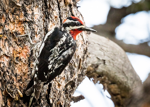 Red-naped Sapsucker